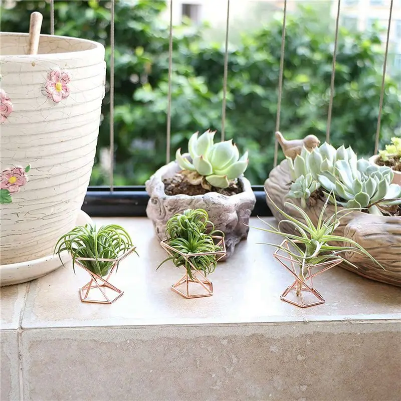 ABRE-Pack 20 حامل نباتات هوائية حامل نباتات الهواء Tillandsias عرض حاوية نباتية لتنقية الهواء حامل السرخس الهوائي، ذهبي وردي #3