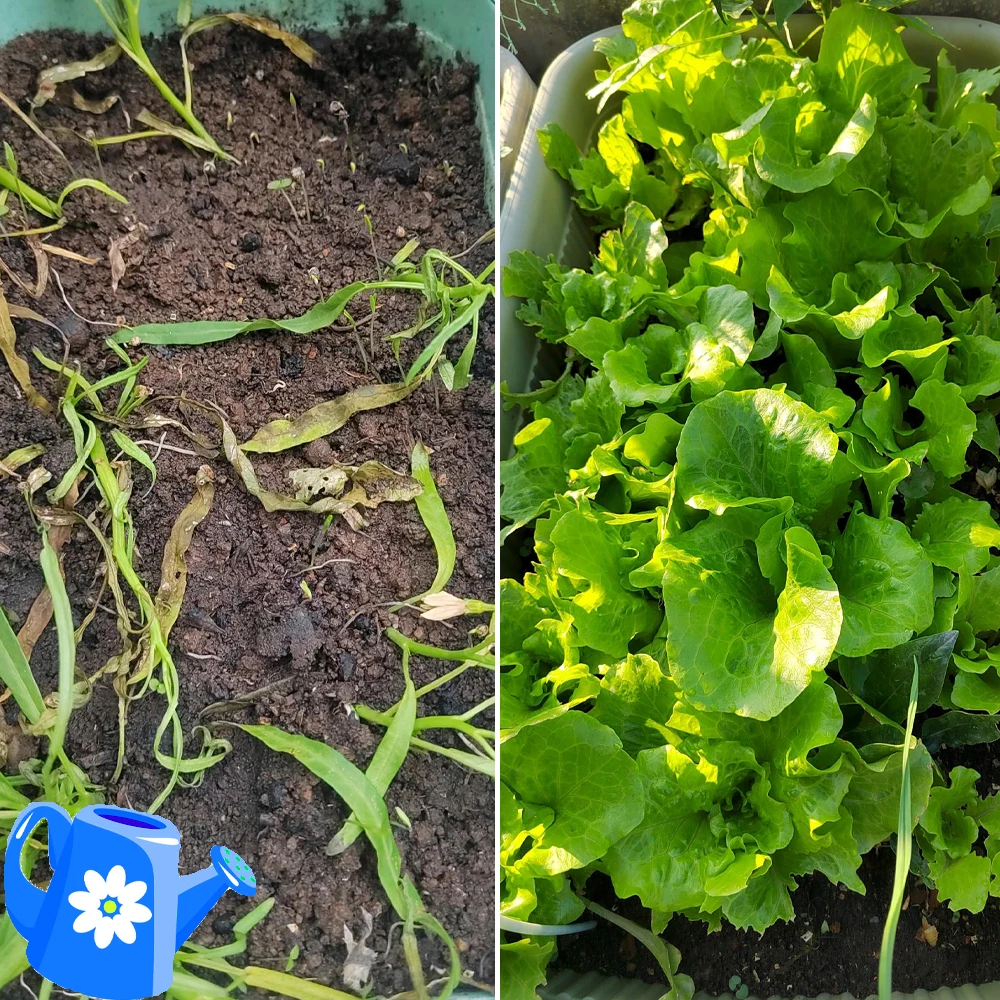 Trichoderma Harzianum Microscopic Soil Fungi Versatile Biofertilizer Microbial Fertilizer Protects Plants For Garden