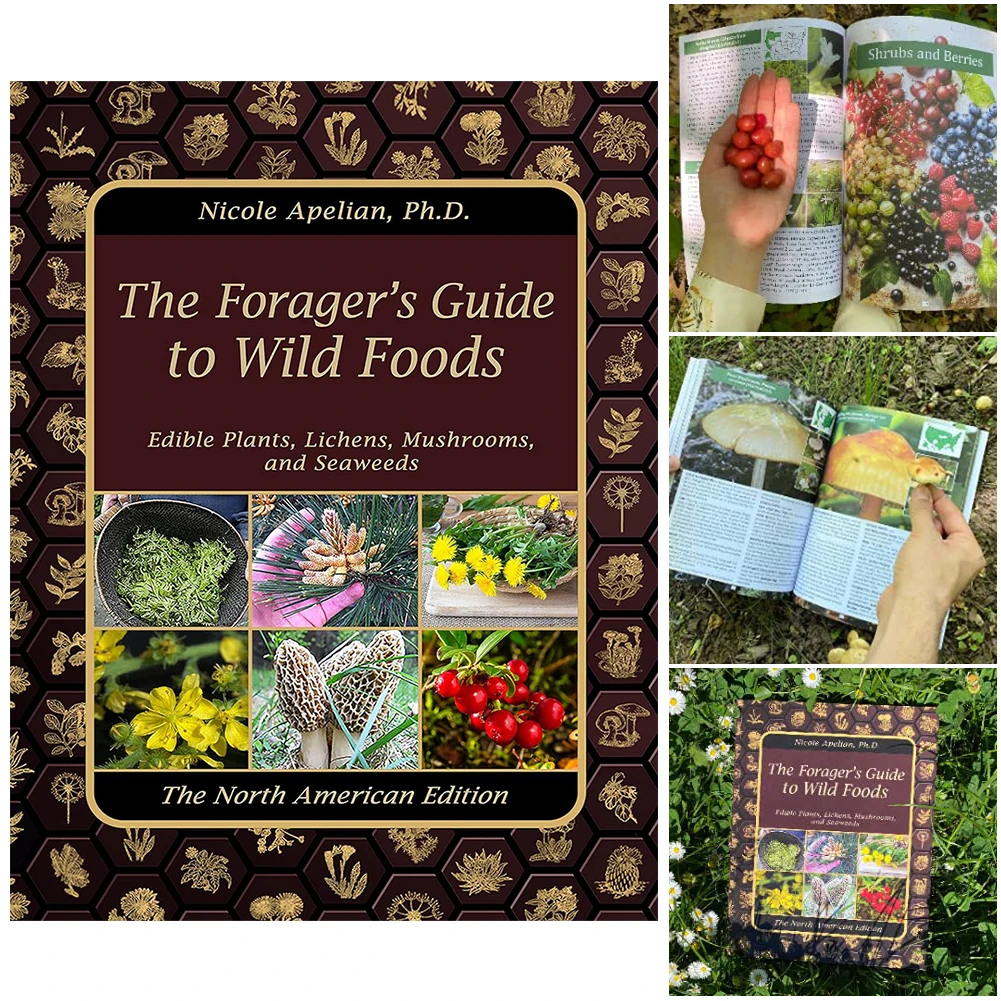 The Foragers Guide To Wild Foods Guide Book To Wild Foods A Foragers Guide To Identifying Wild Foods Guide To Edible Wild Plants