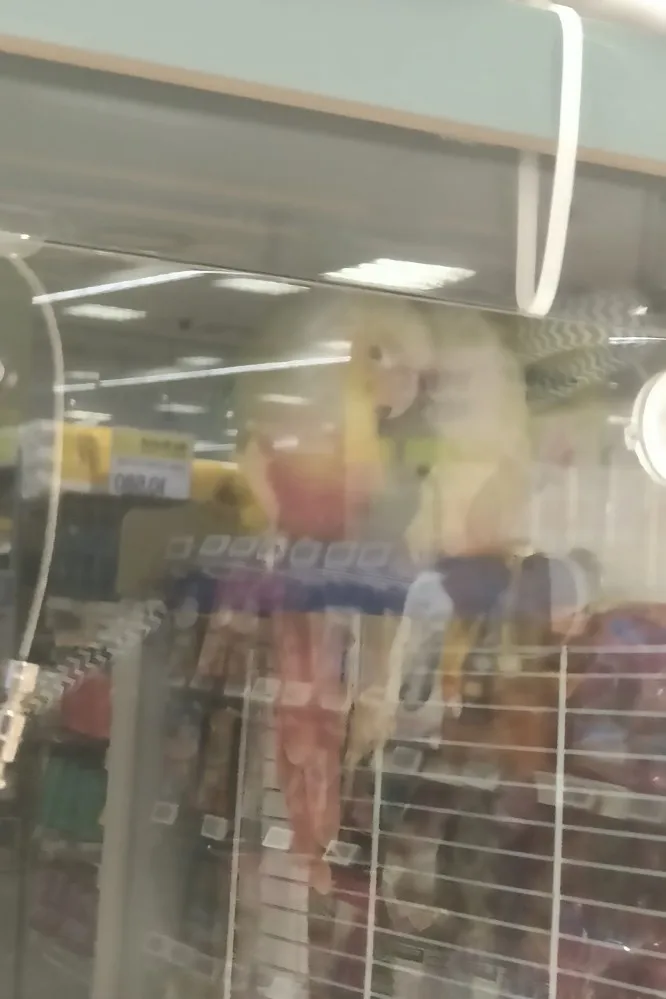실물 포토 리뷰