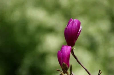 

Бесщеточный двигатель 1103 8500KV 1-2S LiPo с валом для пропеллеров Gemfan HQProp 65 мм, для мини-дронов Tinywhoop, Pavo20, Bassline Micro