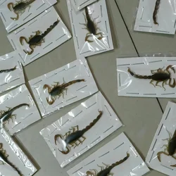 Real Scorpion Insect Specimens Beetle Teaching Aids Hobbies Collection DIY Crafts Home Decor Biology Popularization Teaching