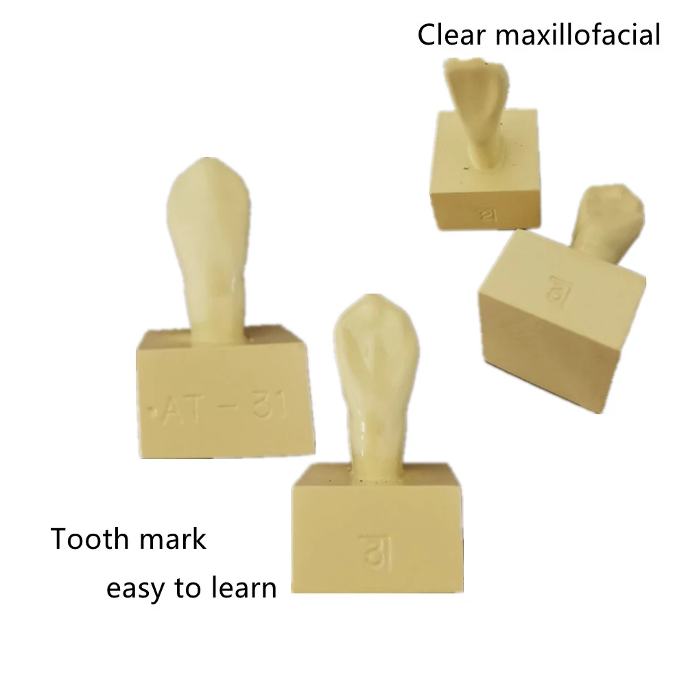 Dental Student Practice Study Tools materiały dentystyczne stomatologia czas szkolenia porównanie rzeźba nauczanie stały Model zęba