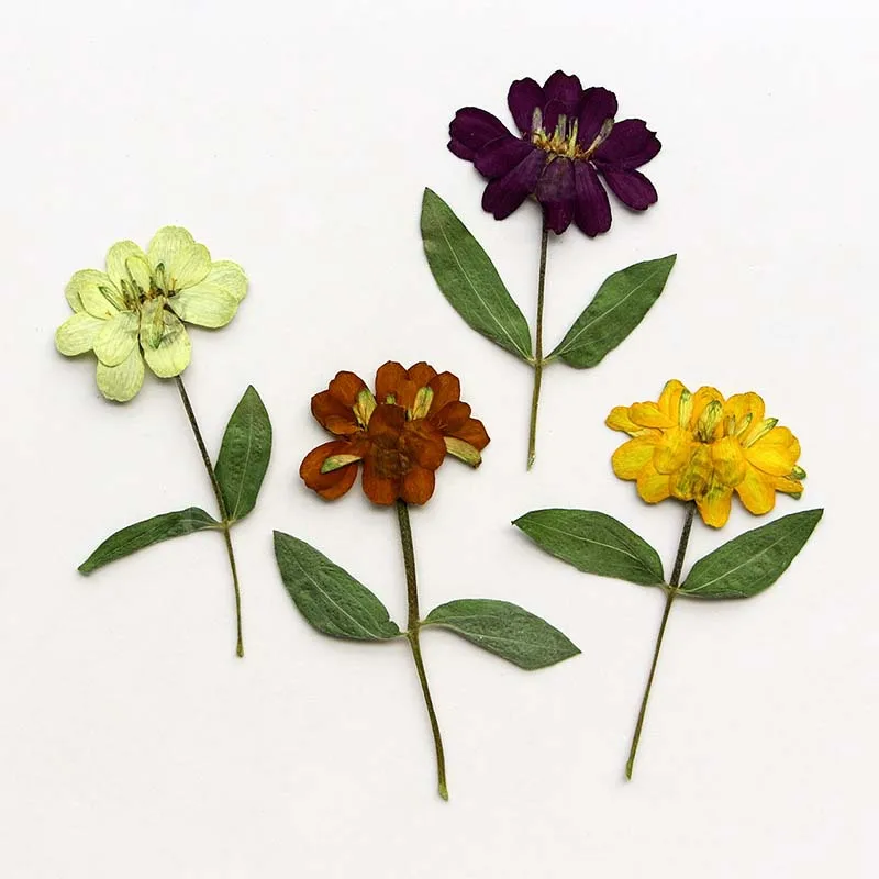 6.5-11CM/12PCS Real Natural Pressed Dry Flower Zinnias,Dried Press ZINNIA Flowers Branch For Epoxy Resin,Candle Making Supplies