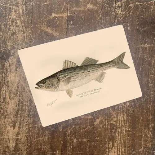 Striped bass fish - metal vinatge wall sign