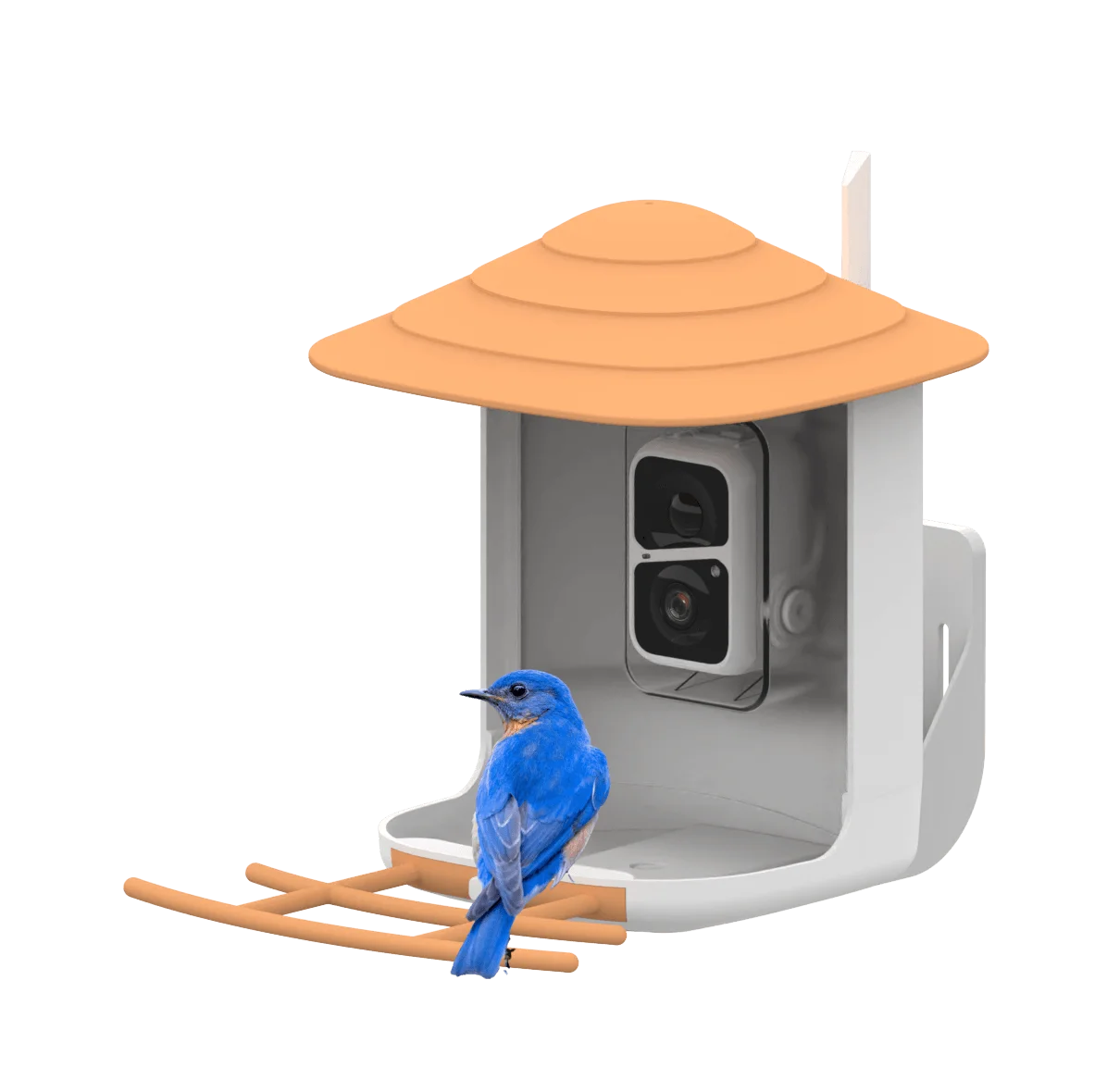 AI Intelligent Recognition Wild Smart Bird Feeder With Camera