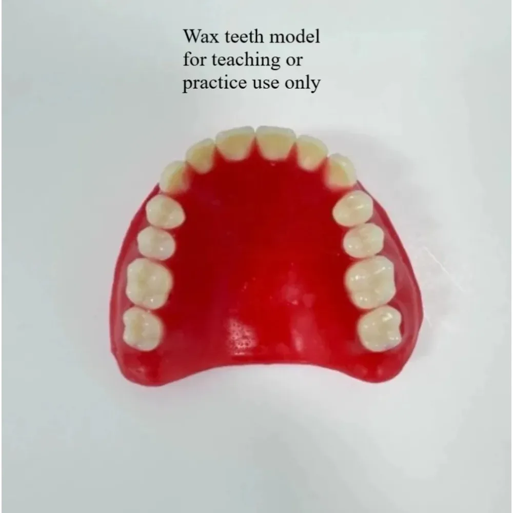 Modelo de Dientes Completos para Adultos Mayores, Suministros de Exhibición, Dentaduras Completas Removibles, Prótesis Dentales, Entrenamiento para Estudiantes de Odontología