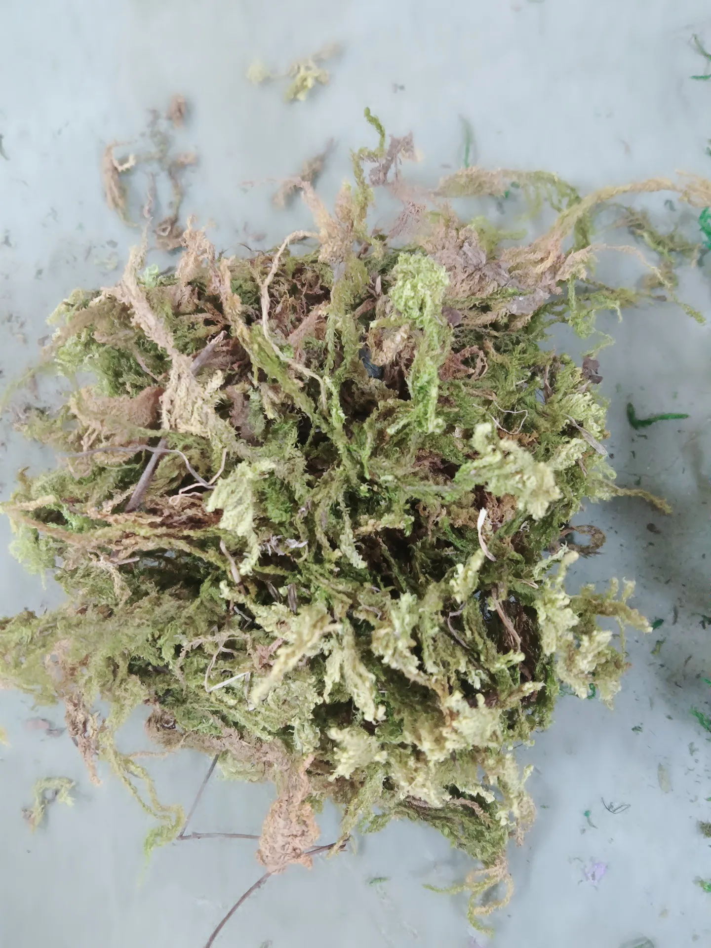 20 グラム/バッグミニチュア苔 DIY モデル作成/マイクロサンドテーブル風景/軍事ウォーゲーム風景/鉄道列車レイアウト/ジオラマ用