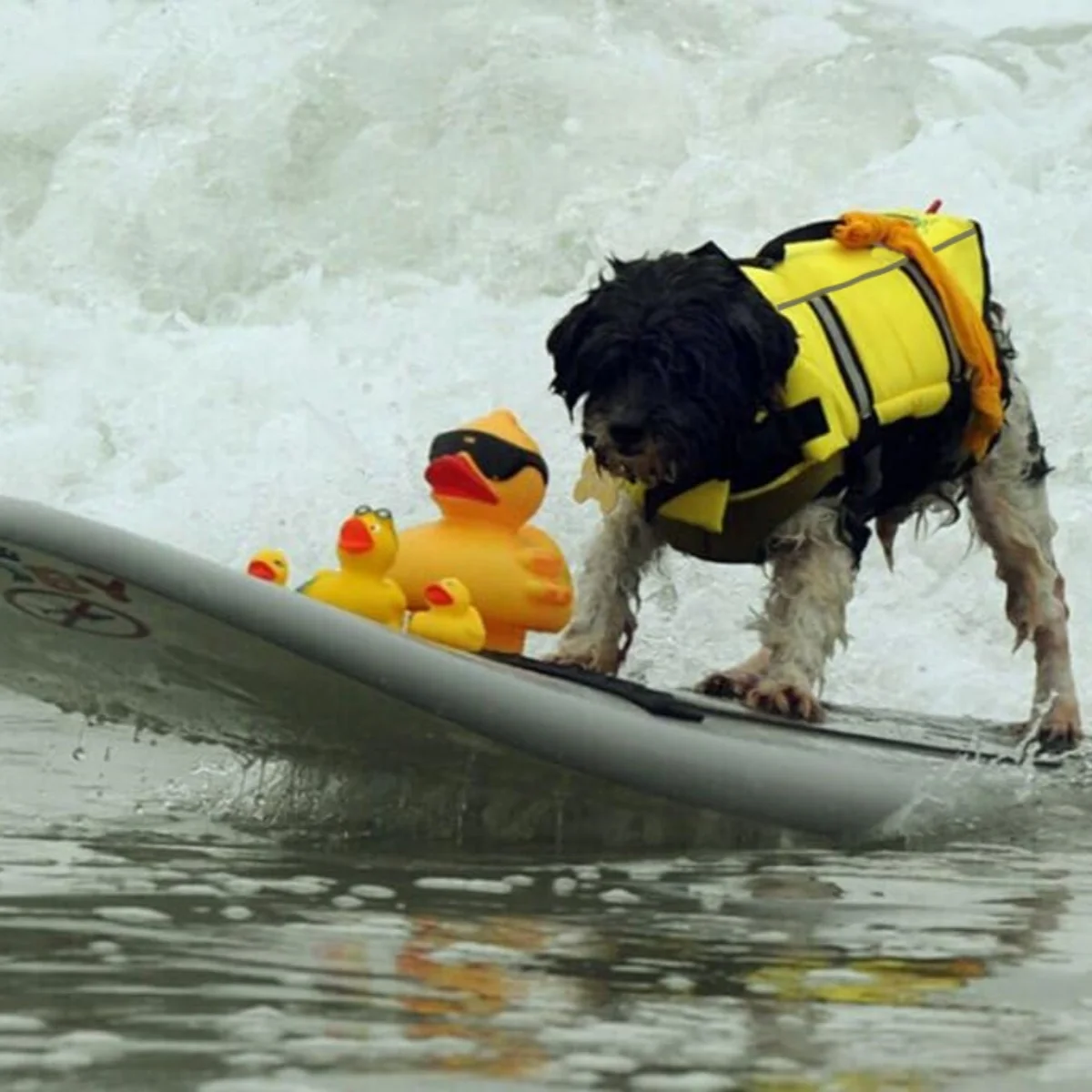 

1Piece Outdoor Dog Yellow Life Jacket, High Buoyancy Swim Vest with Rescue Handle, Tear-Resistant Dog Life Vest (Yellow)