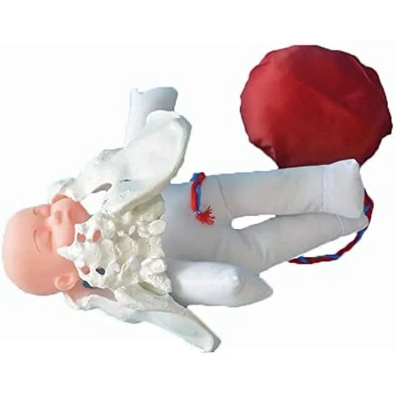 Female Pelvis Model Imitating Childbirth Midwifery Training Model with Baby Umbilical Cord Gynecology Teaching Hospital Display