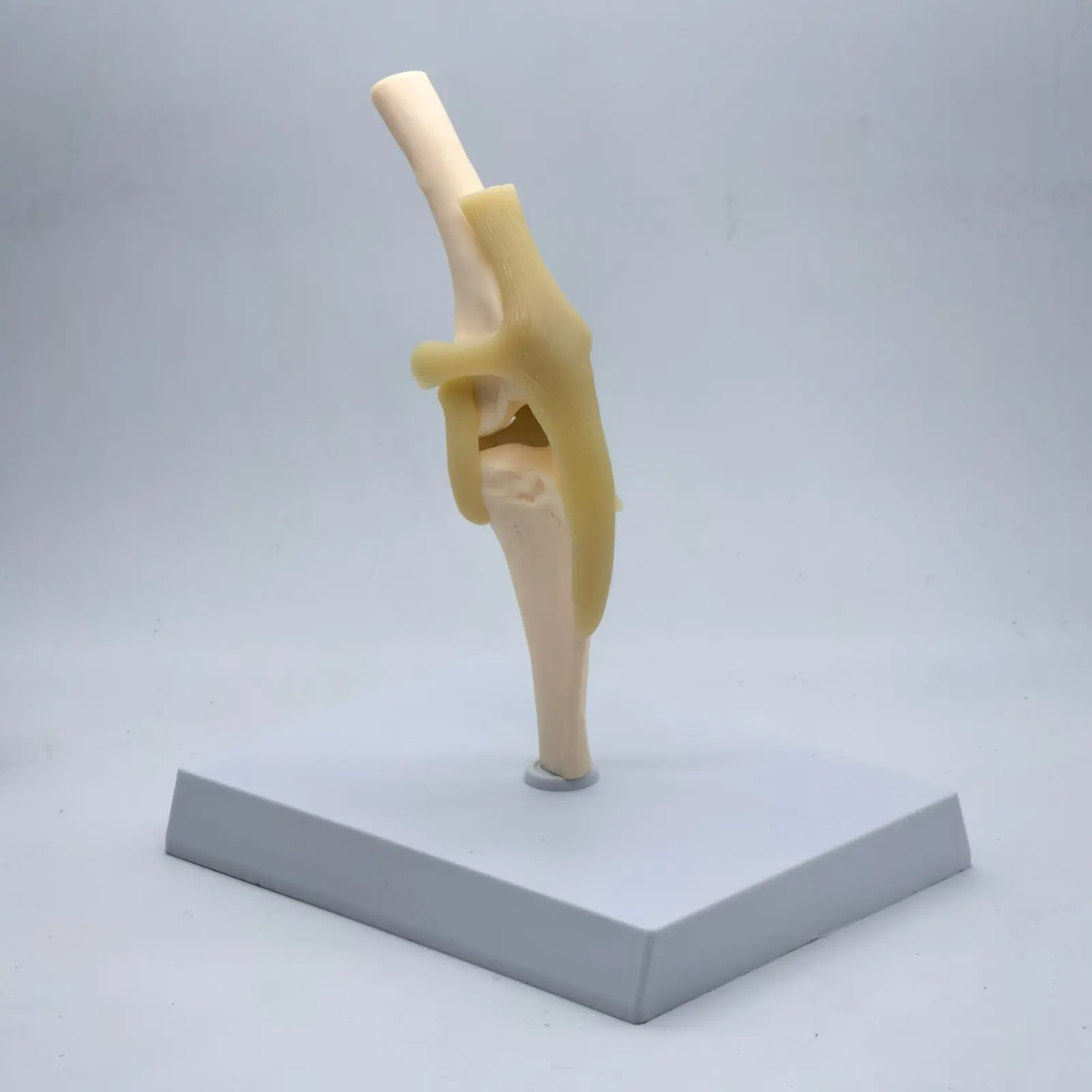 Dog knee Canine Joint model Medical Veterinary Teaching Research Skeleton Animal Teaching Training Aid Education