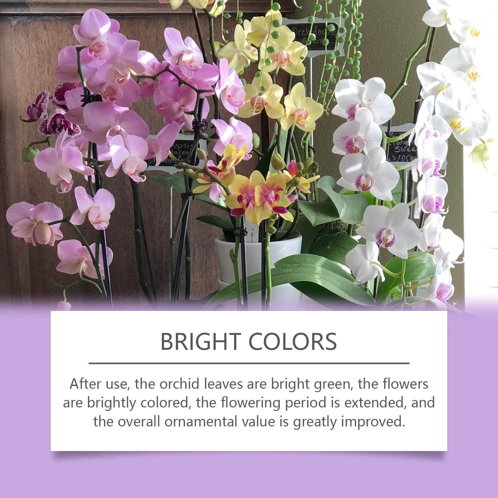 Orchid Plant Growth Agent - Flower Green Plant Special Nutrient Solution Orchid Potted Plant Universal, Orchid Fertilizer for Root Growth, Bloom Booster Plant Food, Liquid Nutrient for Potted Orchids, Green Houseplant Care, Prolonged Flowering view 4