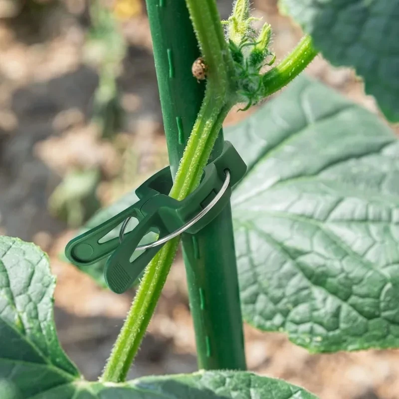 10/100 stücke Anlage Feste Clips Wiederverwendbare Garten Gewächshaus Halterung Garten Pflanzen Reben Klettern Klemme Blume Tomaten Unterstützung Verschluss – Detail 3