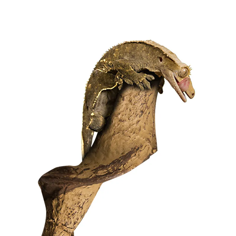 Natural Simulation Reptile Bendable Vine Branch Terrarium Landscape Decoration Climbing Log for Small Arboreal Reptile Resting