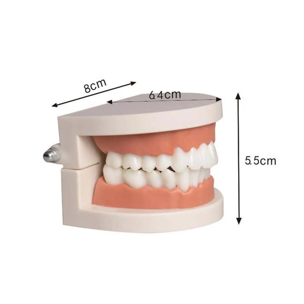 GULPOOE 1Pcs Teeth Dental Teaching Models Study Orthodontic Removable Teeth Implant Models Dentist Material Kids Doctor Toy