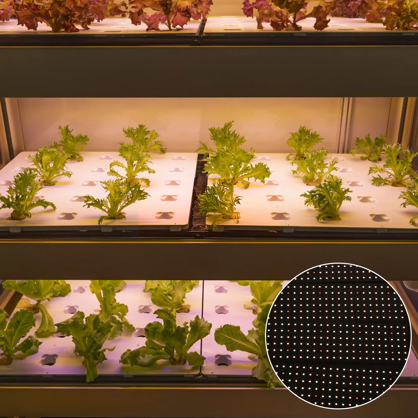 

LED Grow Lights Full Spectrum Indoor Plant Growing Lamp Timer Function High PPFD Energy Saving plants light LED grow light