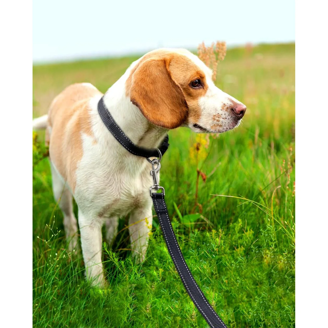 Correa reflectante para perro, mango acolchado suave para entrenamiento y caminar, Ideal para perros medianos y pequeños, alta visibilidad