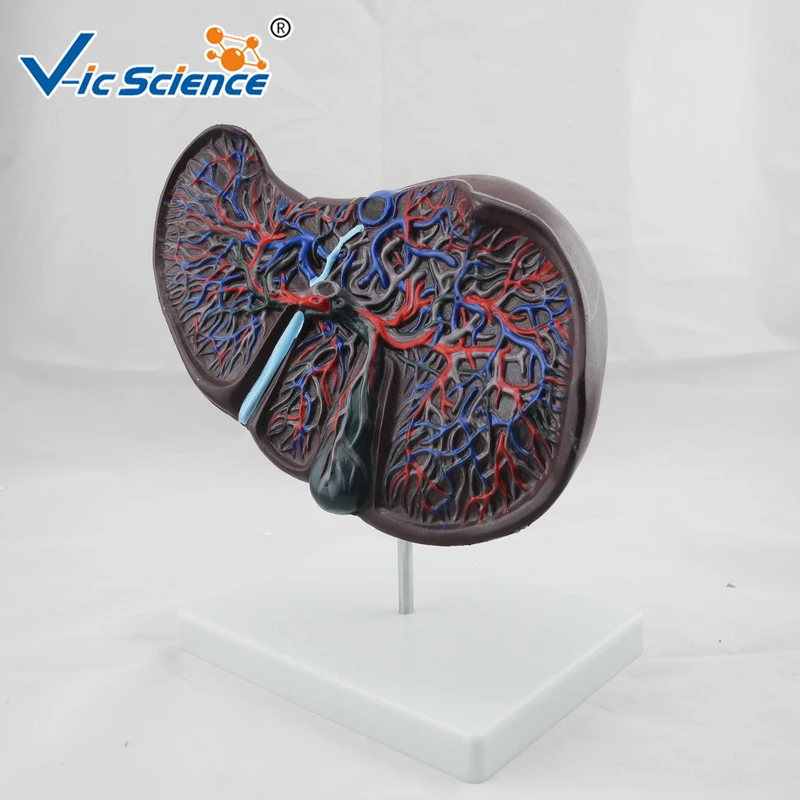 Medical Advanced Liver Anatomy Teaching Model
