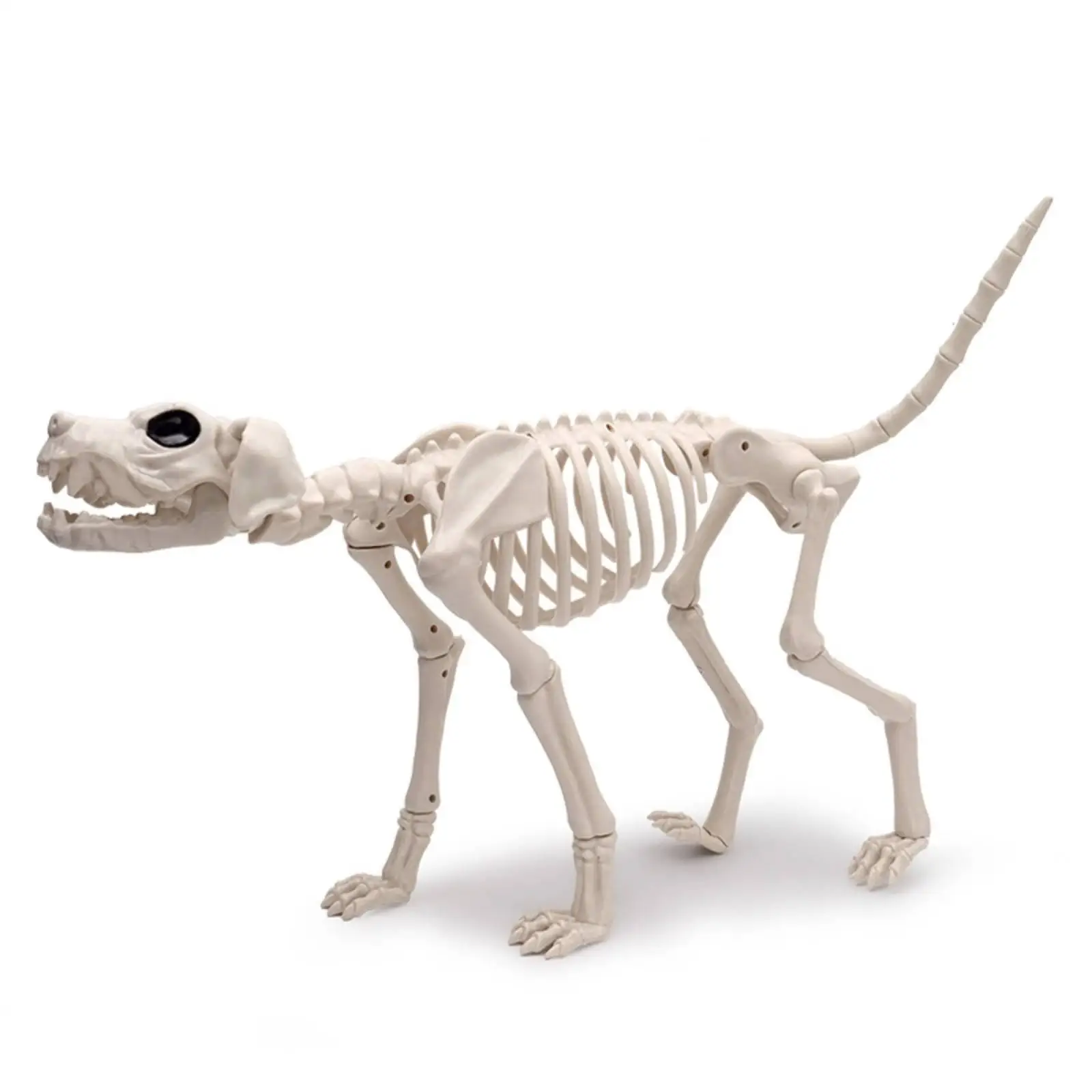 dog-skeleton-standing-skeleton-dog-spooky-for-halloween-party