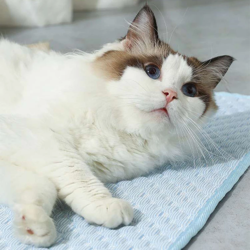 Buy Pinpets Accessories 