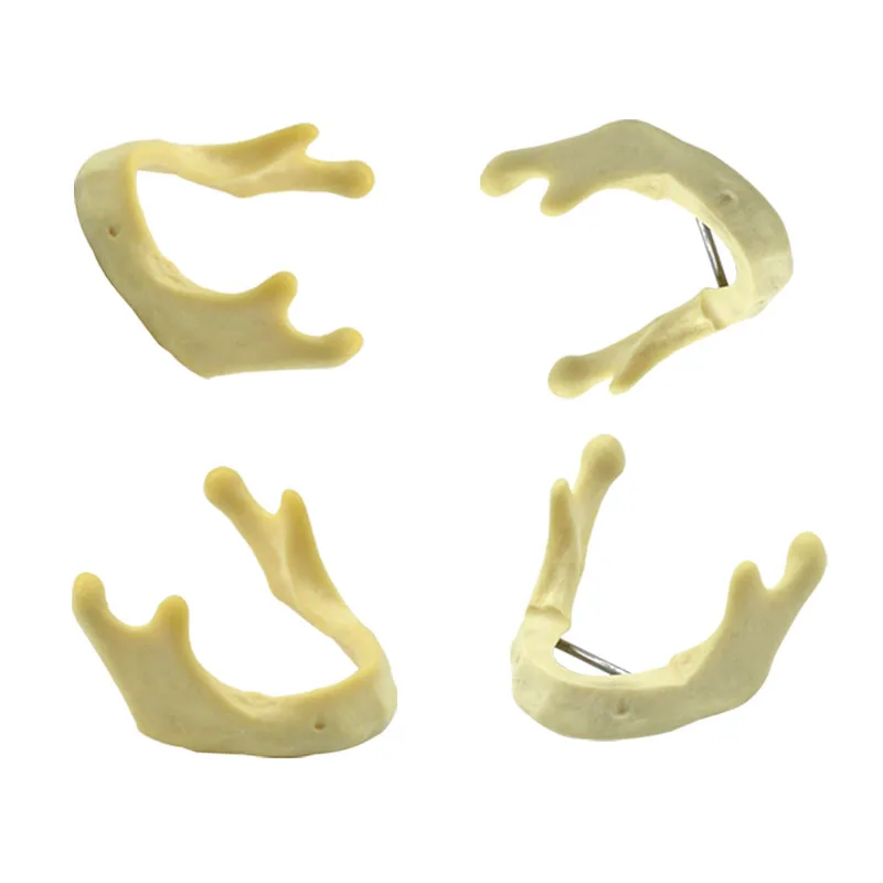 

Four Type Choices Dental Lower Jaw Model Mandibular Model Dentist Student Learning Model