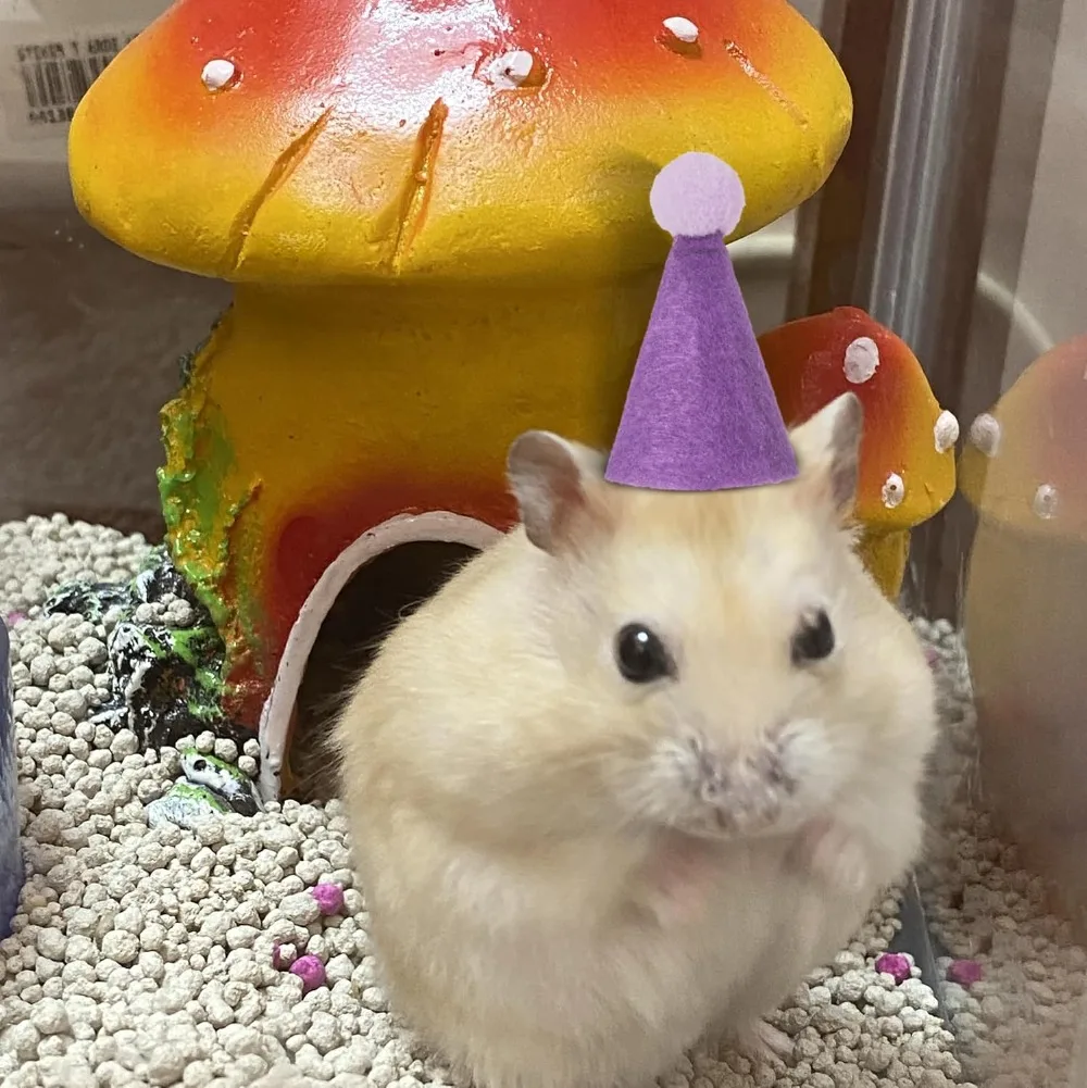 12Pcs Mini Party Hats for Stuffed Animals Figures Toys Dinosaur Tiny Hats Crafts Doll Party Decor Adjustable Cone Hat with Tinsel Pom Pom Birthday Cake Toppers - view 5