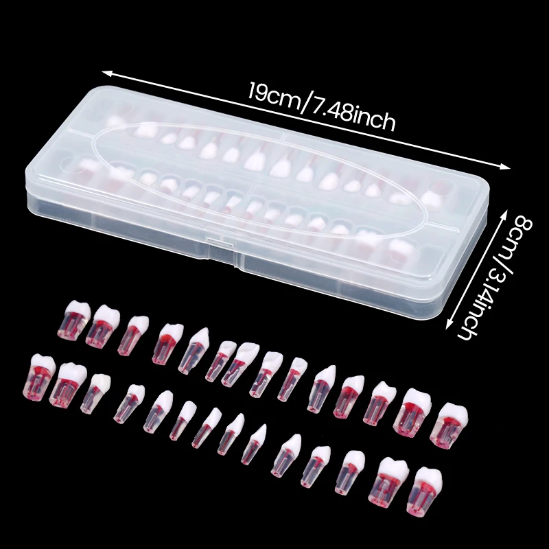 

28pcs/set Endodontic Teeth Training Dental Endo Teeth Root Canal Model Full Mouth Root Canal Practice Model for Filling Teaching