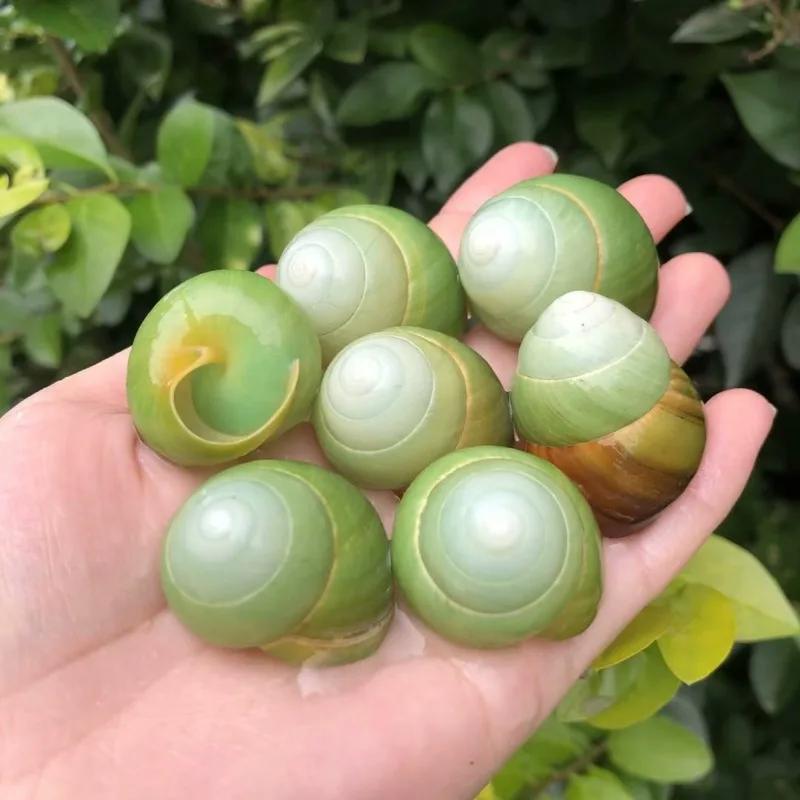 Natural Green Snail Shells for Hermit Crabs, Small Pet Hideout Shelter, Replacement Shell Home, Aquarium Decor