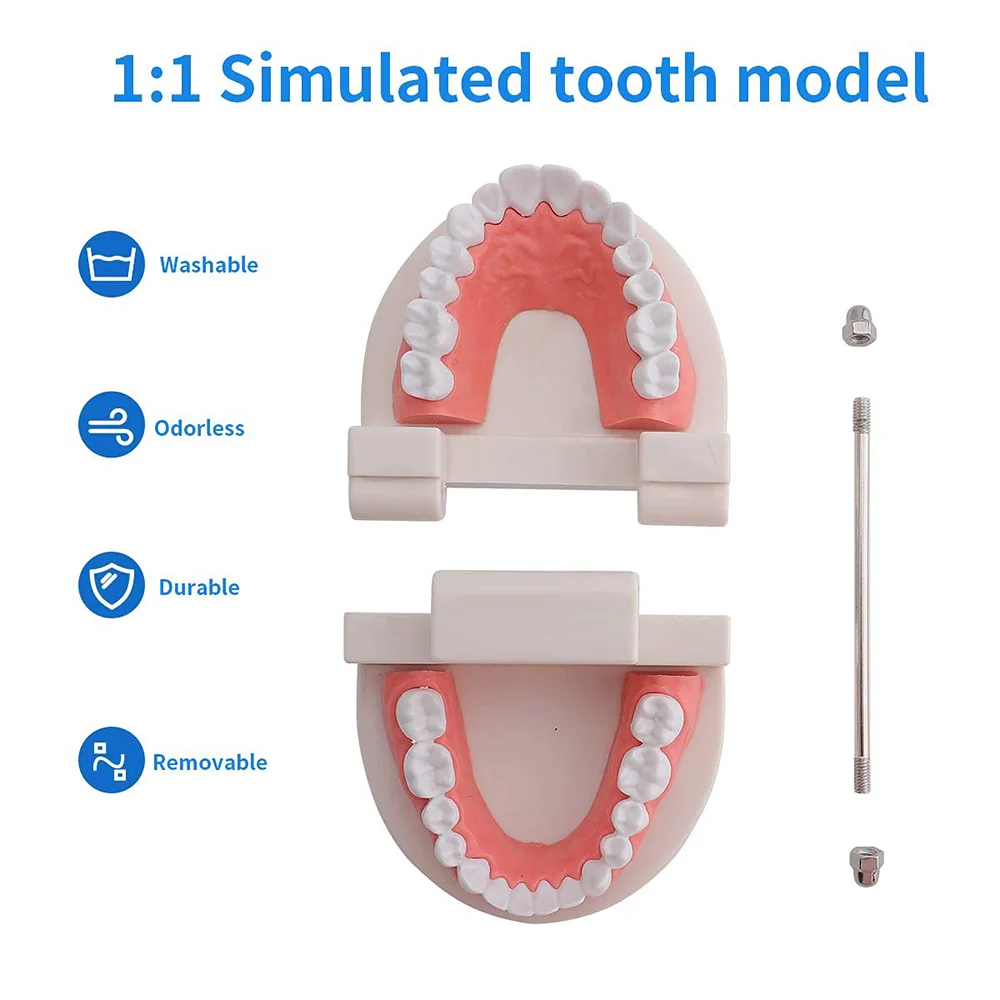 2 Pack Standard Dental Teeth Model - Dental Mouth Model Human Teeth Model Tooth Brushing Model for Teaching Studying