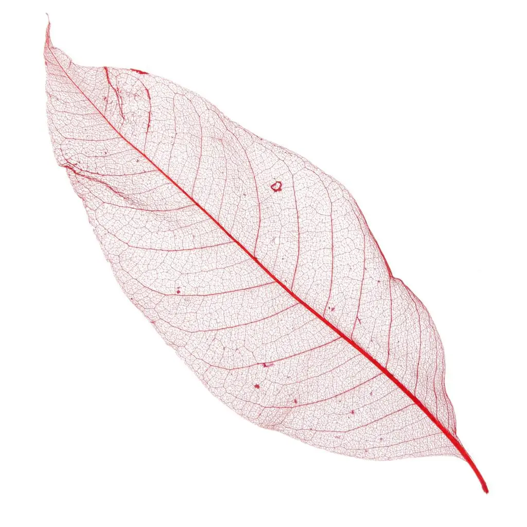 Red Magnolia Vein Skeleton Leaves Scrapbook Multi-purpose Craft Flowers for DIY Wedding Programs and Gifts