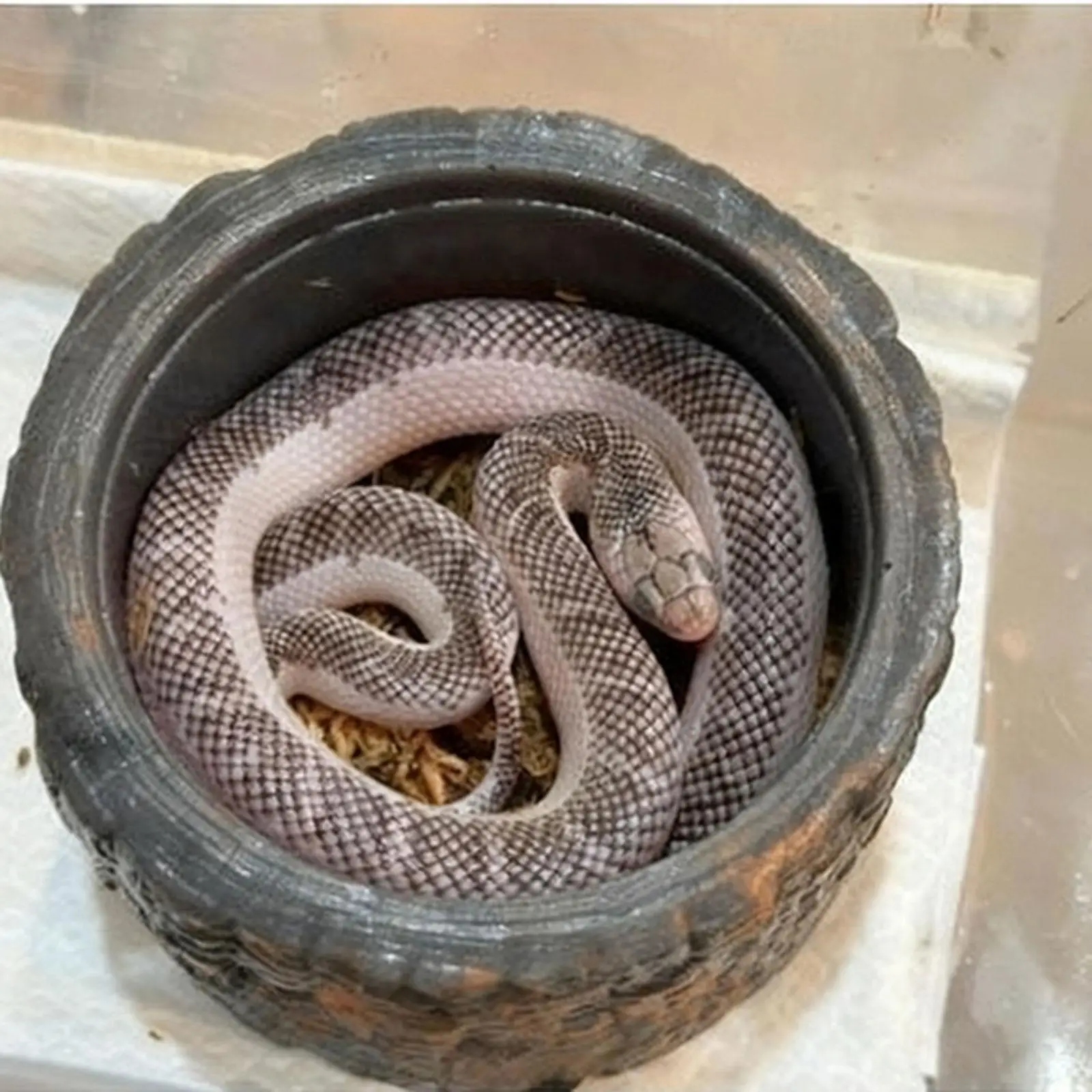 Abri réaliste pour reptiles en résine, facile d'entretien, pour cachette de lézards, accessoire de terrarium, décoration