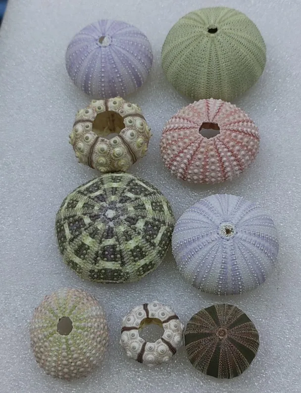 

9pcs A Set Mix Natural Sea Shells Conch Sea Urchin Beach Decor Craft Marine Style Fish Tank Sea Urchin Conch Embellishment