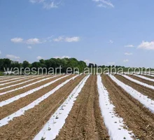 2025年農業用プラスチックマルチフィルム（穴あき/穴なし）