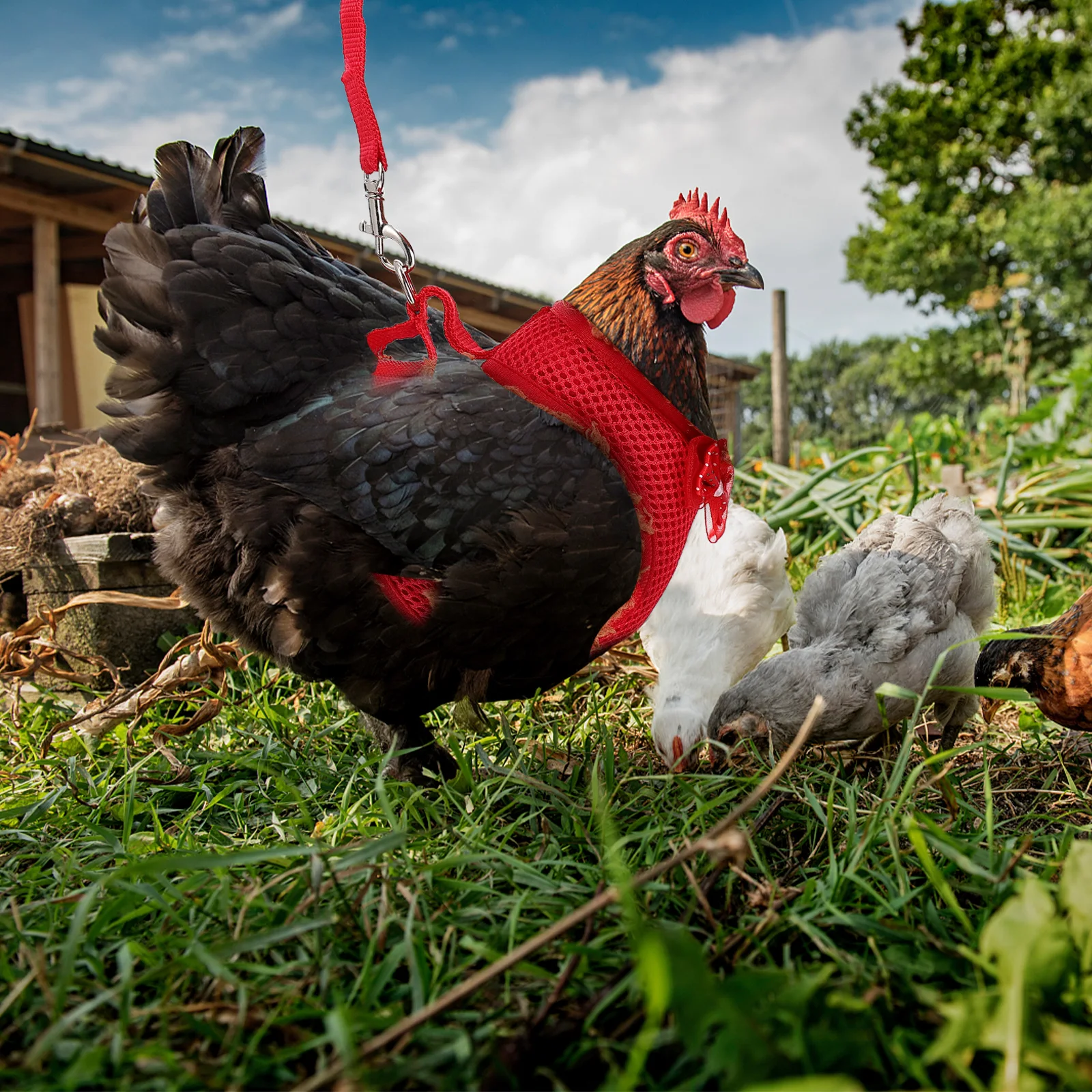 

Durable Rooster Harness Chicken Vest Hen Leash Outdoor Traction Rope Chain Pet Supplies Dog Collar Chicken Decor