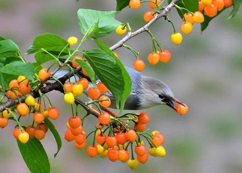 

9304E 1:18 4WD Electric RC Buggy - 2.4G, High-Speed Professional Off-Road Drift/Racing