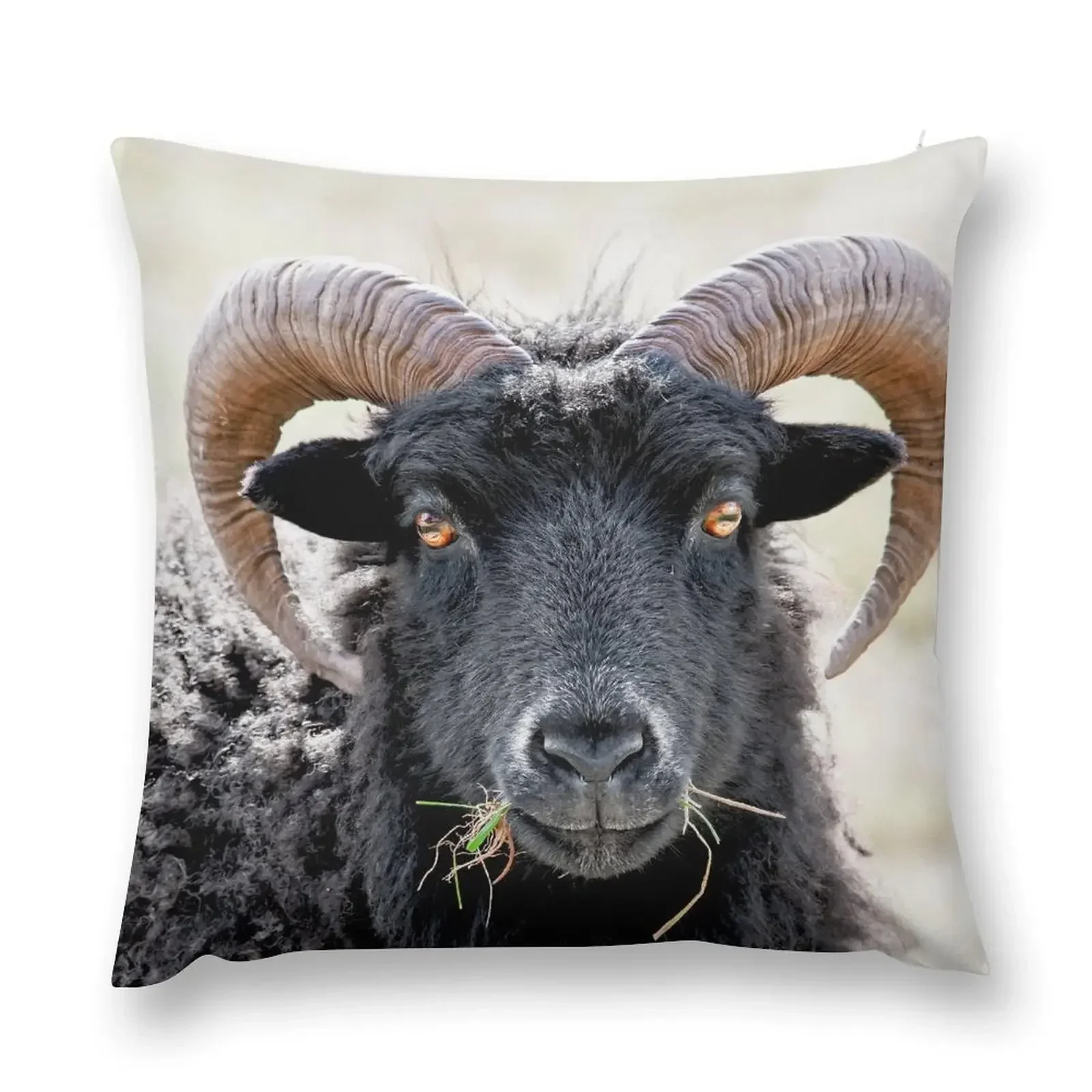 Black Sheep Eye to Eye Contact Hebridean Sheep Throw Pillow Cushion Child Christmas Pillow Cases pillow