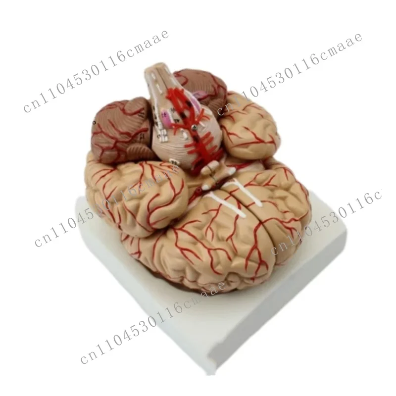 Human Life Size Brain Anatomy Model Medical Set 9Parts Budget Brain Arteries Model Anatomy