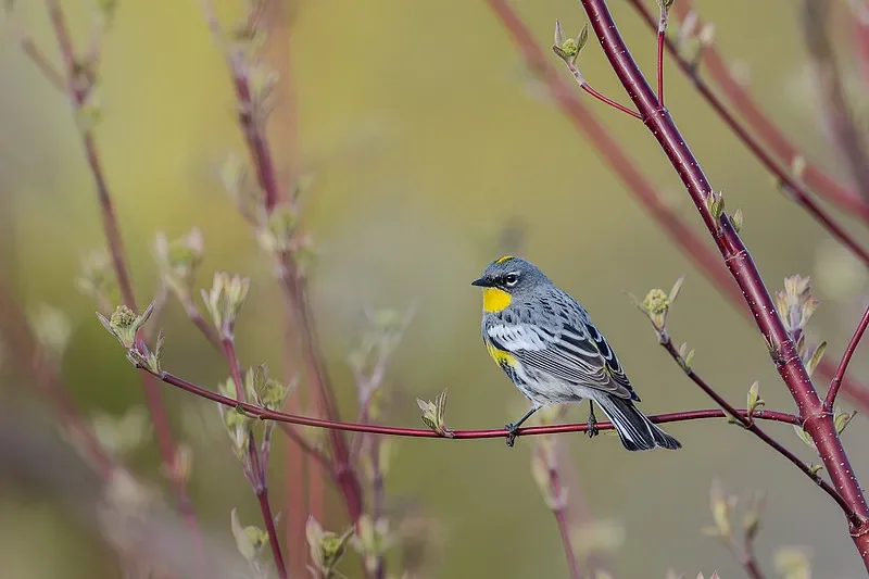 

Flywoo GOKU F722 Pro Mini V2 20x20 Stack (45A, 32Bit AM32) - Plug&Play with O4/O4 Pro