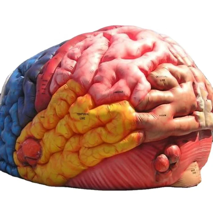 Customized Exhibition Event Giant Inflatable Brain Model Inflatable Horror Haunted House