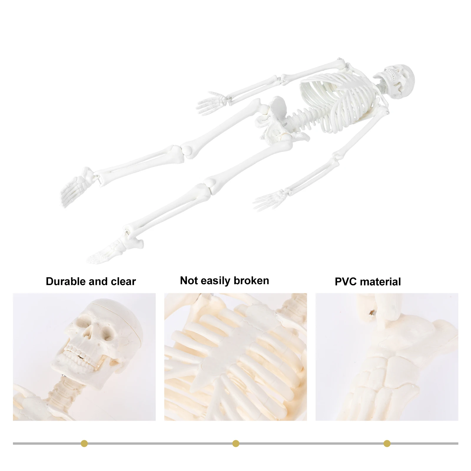 

Specimen Medical Human Body Mini Bone Model Detachable Anatomical Study Tool for Students Educators PVC for Medical