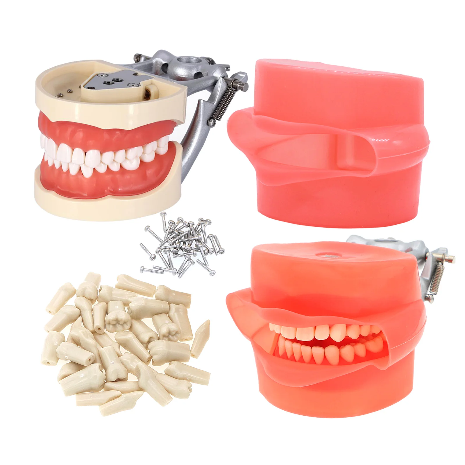 Dental Typodont Kilgore Nissin 500 Type Removable 32Pcs Simulation Cheek Student Oral Teaching Practice Teeth Model