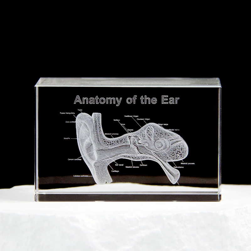 

3D Ear Organ Model Crystal Cube Otology Medical Science Gifts Crystal Glass Figurine Paperweight Human Organ Statue