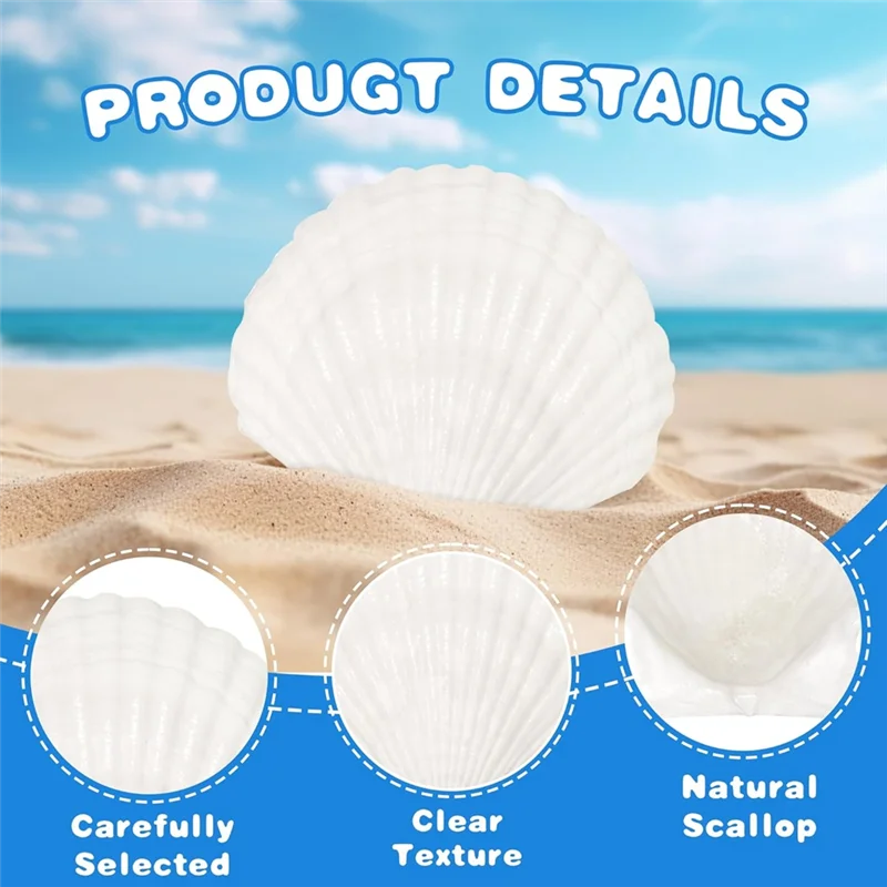 ABVJ-2"-3" Natural Scallop Shells 25 Pieces From Seaside For DIY Craft Painting Ocean Theme Party Wedding Home Decoration