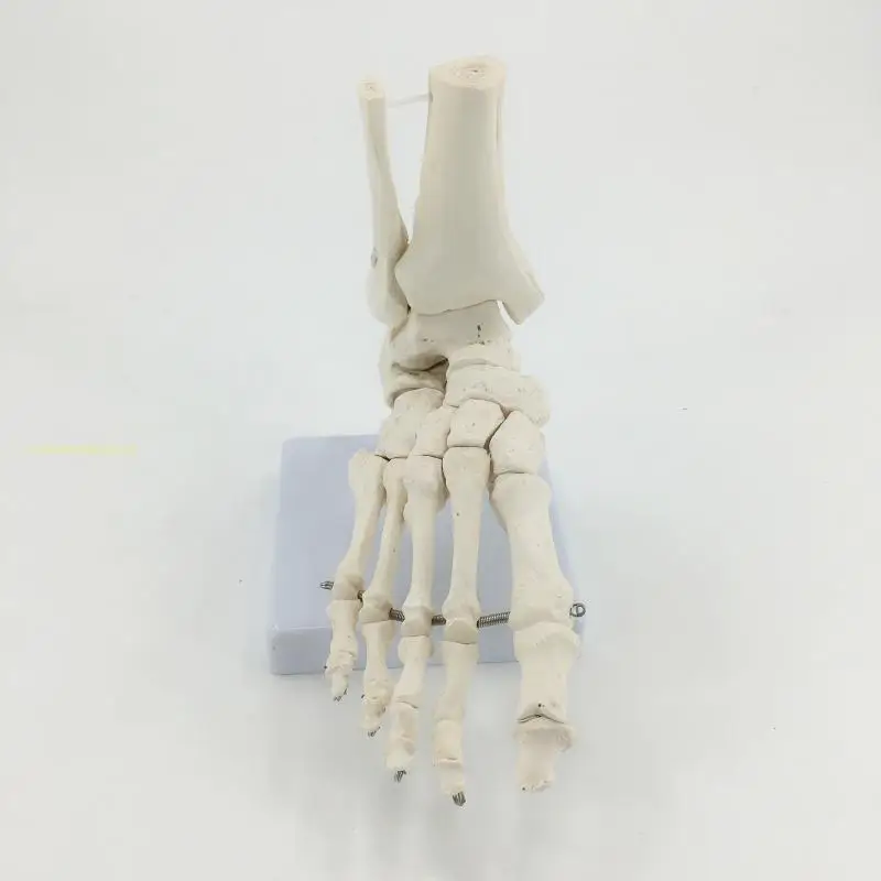 Flexible Foot Bone Model Human Skeleton Anatomy Medical Teaching Tool Educational Equipment Ankle Joint Model Life Size Newest