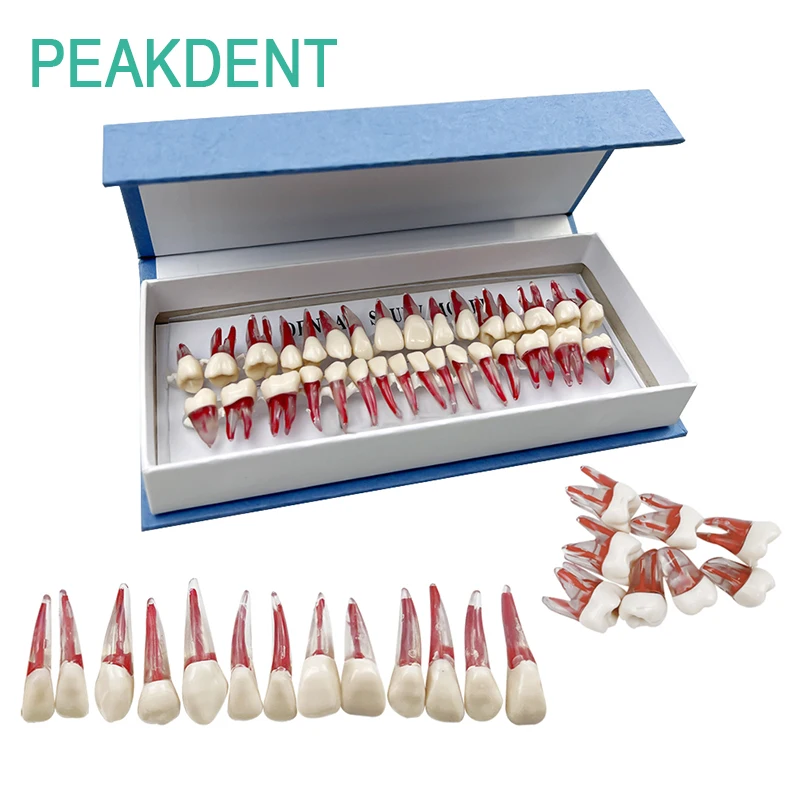 

32pcs/set Dental Oral Root Canal Particle Resin Root Canal Pulp Particle Dentistry Laboratory Teaching Model