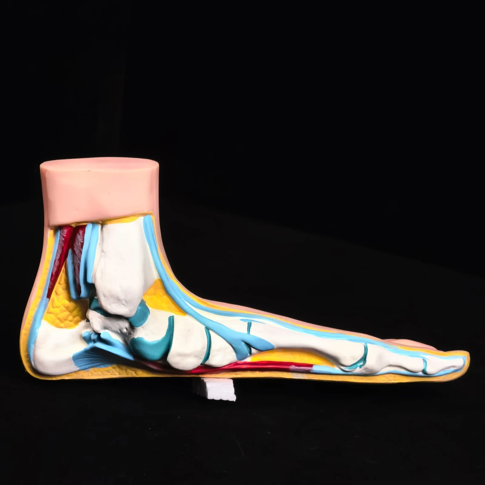 

Human Flatfoot Platypodia Anatomy Model Muscle Vascular Teaching Life Size