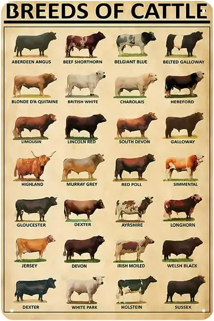 YOYI ART Metal Breeds Of Cattle Sign - Cattle Knowledge Poster, Vintage Tin Signs for Ranch Decor, Farmhouse, School Educational
