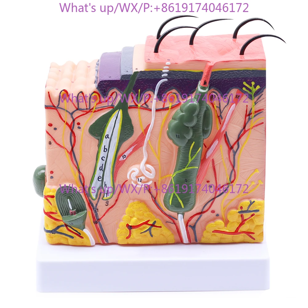 Magnify 35X Human Anatomical Skin Texture Subcutaneous Tissue Dissection Model Anatomy Biology Medical Teaching Aids