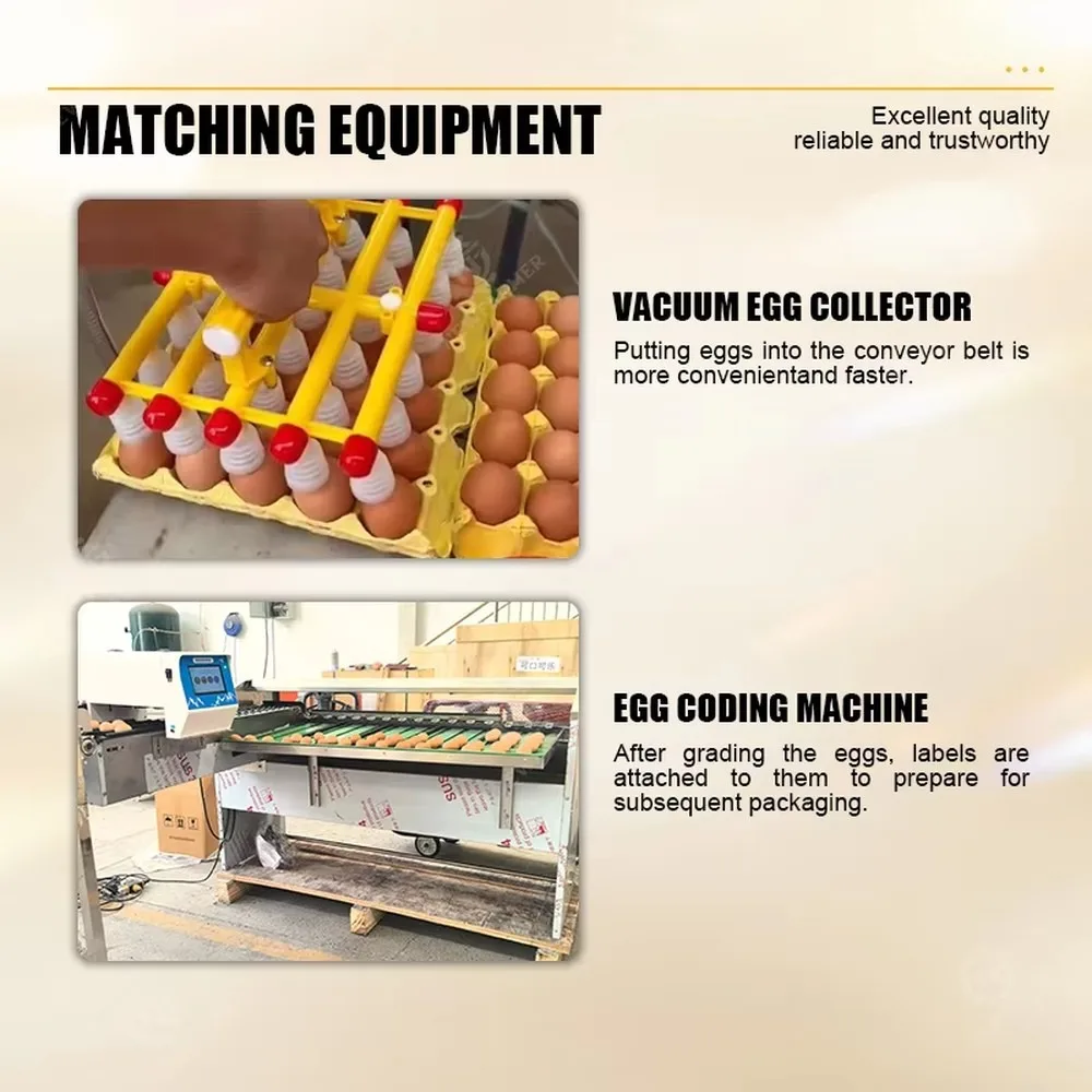 Automatic Egg Sorting Grading Machine Complete Egg Processing Line Egg Grading Packaging Machine Integrated Solution