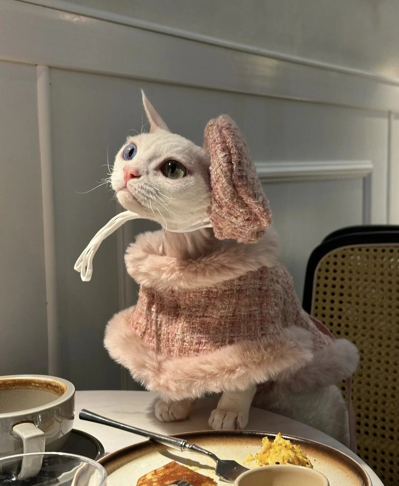 Luxury Pink Fleece Jacket for Sphynx Hairless Cat Clothes Elegant Comfort Winter Coat Thickening Sweater Cardigan for Kittens